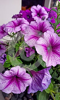 Lavender Flower Plant by Steve