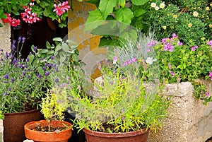 Lavender flower pot