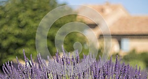 Lavender flower from Provence. France