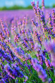 Lavender flower, Provence, France