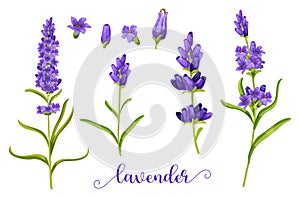 Lavender flower in realistic watercolor.