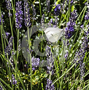 A lavender flower stem with small white butterfly feeding in an english garden