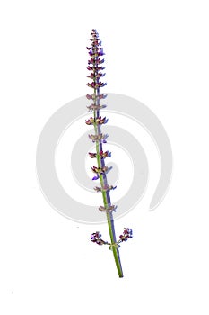 Lavender flower, the tropical evergreen vine isolated on white background