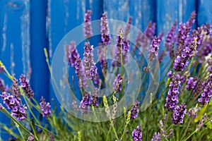 Lavender flower under blue wall