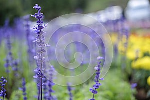 Lavender is flower violet.