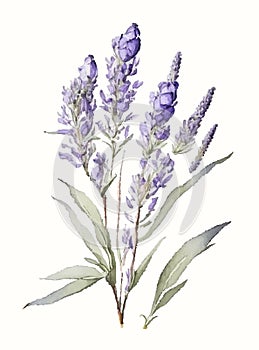 Lavender flower watercolor drawing isolated on white background
