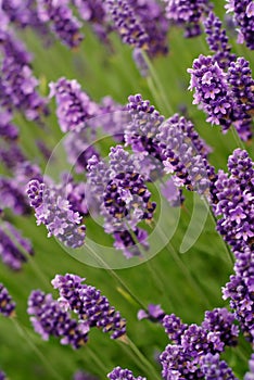 Lavender Flowers