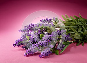 Lavender flowers