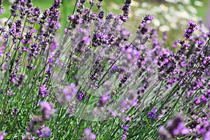 Lavender Flowers