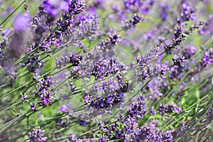 Lavender Flowers