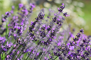 Lavender Flowers