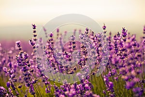 Lavender flowers