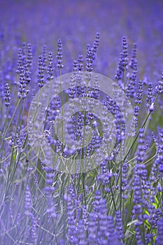 Lavender flowers