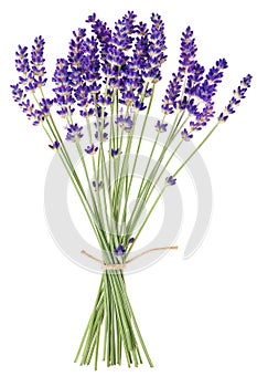 Lavender flowers