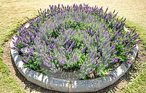 Lavender Flowers