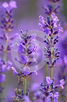 Lavender Flowers