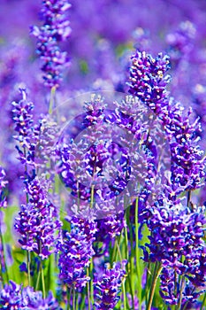 Lavender flowers