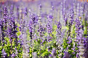 Lavender Flowers