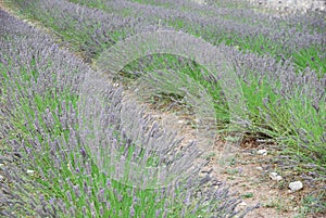 Lavender flowers