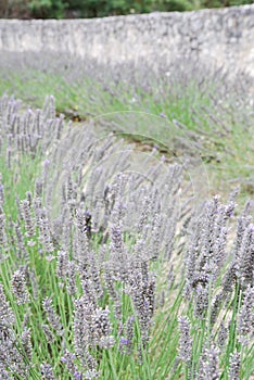 Lavender flowers