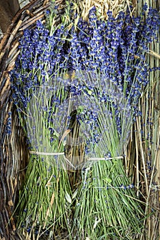 Lavender flowers