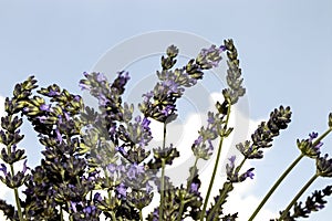 Lavender flowers against the sky, close-up