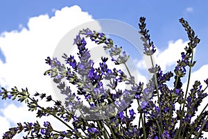 Lavender flowers against the sky, close-up