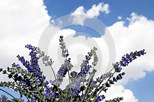 Lavender flowers against the sky, close-up