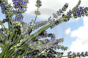 Lavender flowers against the sky, close-up