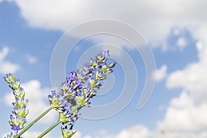 Lavender flowers against the sky, close-up