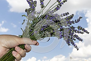 Lavender flowers against the sky, close-up on a human`s hand