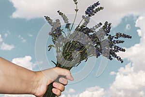 Lavender flowers against the sky, close-up on a human`s hand