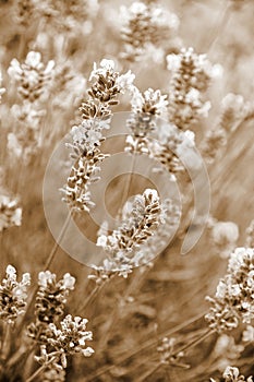 Lavender flowers as background. In Sepia toned. Retro style
