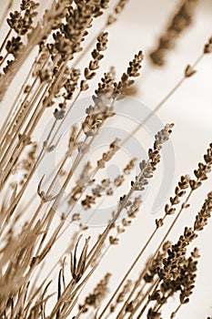 Lavender flowers as background. In Sepia toned. Retro style