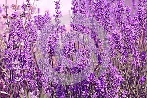 Lavender Flowers Background