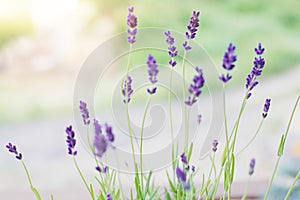 Lavender flowers on the background of herbs