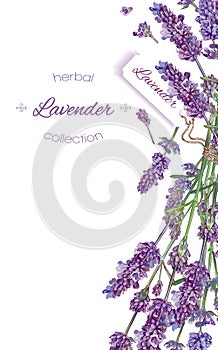 Lavender flowers banner