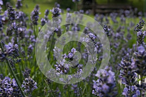 Lavender flowers banner background. Natural cosmetics ingredient plant. Floral
