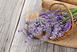 Lavender flowers in a basket with burlap