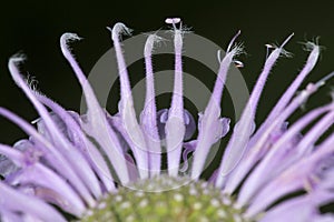 Lavender flowers of bee balm look like ballerinas.