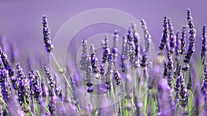 Lavender flowers in bloom photo