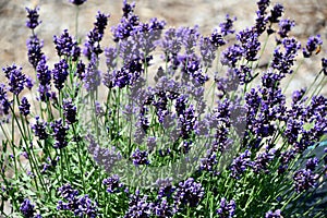 Lavender Flowers in Bloom