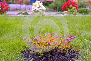 Lavender flowers in bloom