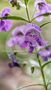 Lavender flowers bloom in purple