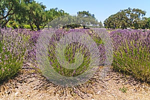 Lavender flowers in bloom on summer sunny day.