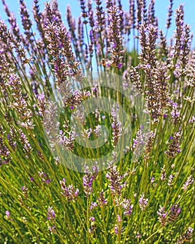 Lavender flowers in bloom on summer sunny day.