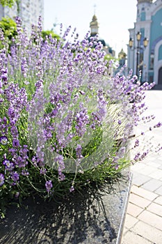 Lavender flowers blooming on a bright sunny day