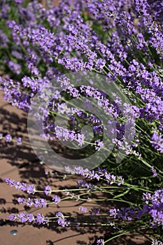 Lavender flowers blooming on a bright sunny day