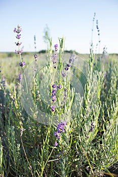 Lavender flowers blooming at dusk