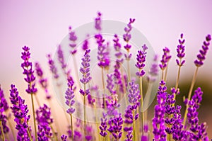 Lavender flowers blooming in field